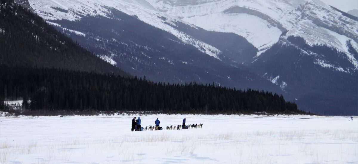 Dog sledding in Spray Lakes Provincial Parks, 30 min from Canmore